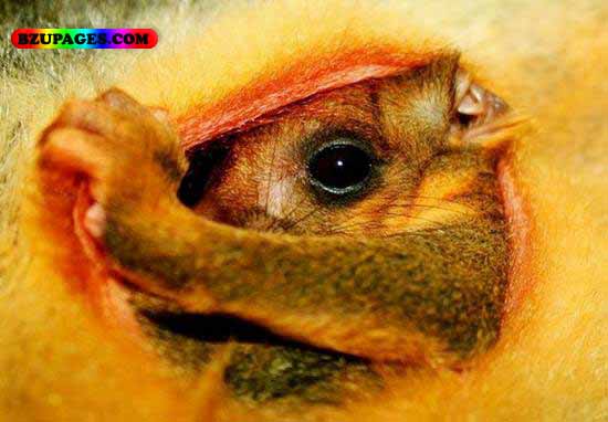 Name:  Funny Animal Picture (21).jpg
Views: 4800
Size:  42.8 KB