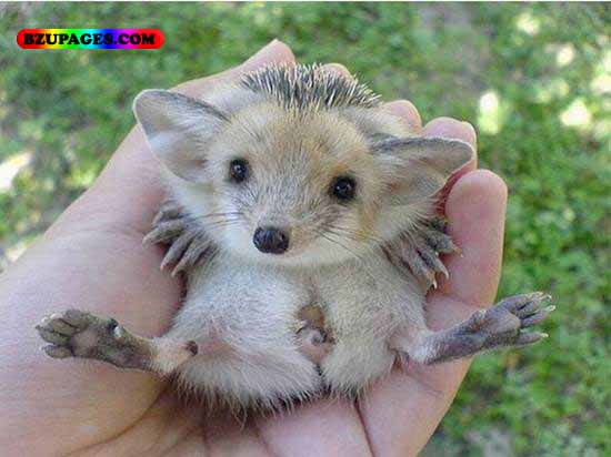 Name:  Funny Animal Picture (31).jpg
Views: 4261
Size:  43.1 KB