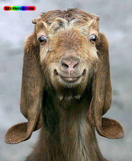 Name:  Goat Funny Animal Picture (4).jpg
Views: 20238
Size:  70.7 KB