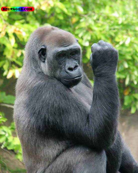 Name:  Goreela Funny Animal Picture (3).jpg
Views: 41692
Size:  61.0 KB