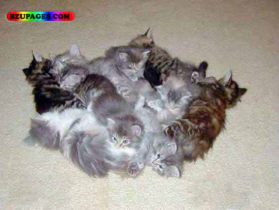 Name:  How many cats these are Funny Animal Picture (8).jpg
Views: 4804
Size:  41.2 KB