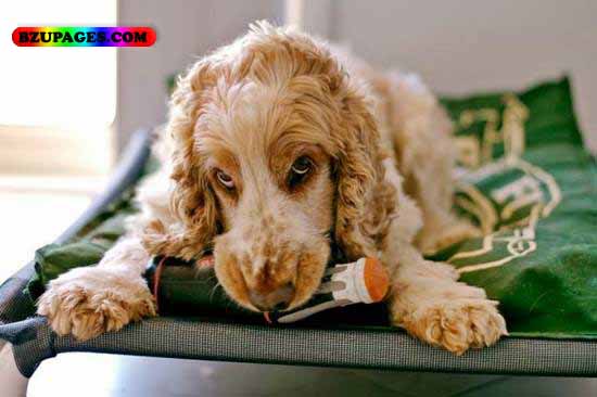 Name:  Is this Dog Funny Animal Picture (29).jpg
Views: 4080
Size:  40.0 KB