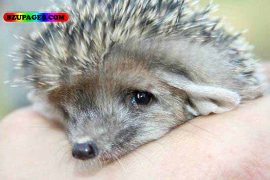 Name:  Jangli Choha Funny Animal Picture (22).jpg
Views: 9410
Size:  42.0 KB