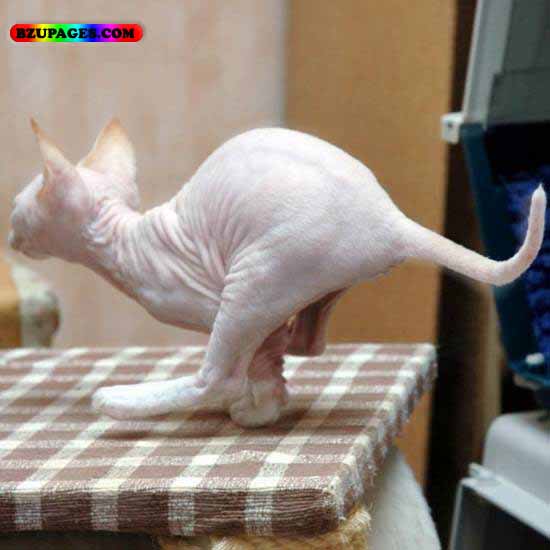 Name:  kangro Funny Animal Picture (24).jpg
Views: 5988
Size:  46.8 KB