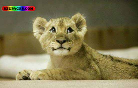 Name:  Lion, Cheeta Funny Animal Picture (15).jpg
Views: 3977
Size:  32.5 KB