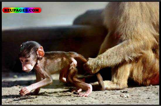 Name:  Monckey Funny Animal Picture (32).jpg
Views: 4415
Size:  43.4 KB