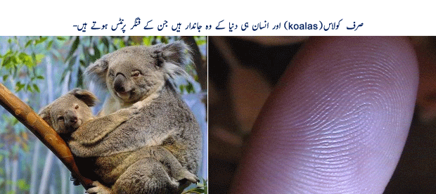 Name:  2metwy9.gif
Views: 305
Size:  104.6 KB