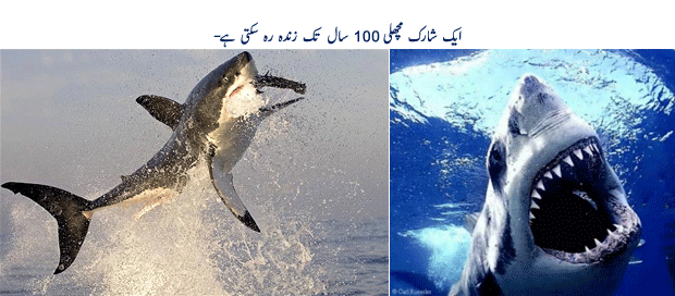 Name:  25utvec.gif
Views: 282
Size:  105.1 KB