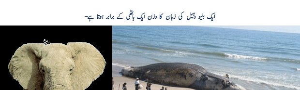 Name:  r2pych.gif
Views: 274
Size:  50.8 KB