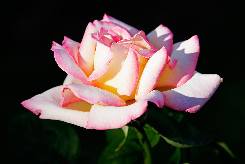 Name:  800px-Pink_rose_albury_botanical_gardens.jpg
Views: 944
Size:  54.6 KB
