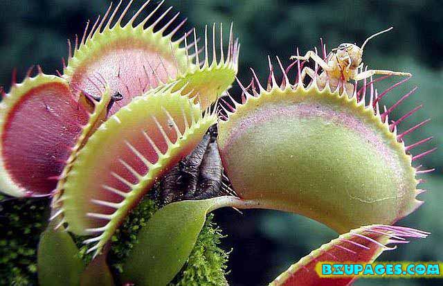Name:  Pitcher Plants; Dangerous Flesh Eating Plants  (1).jpg
Views: 2934
Size:  68.3 KB