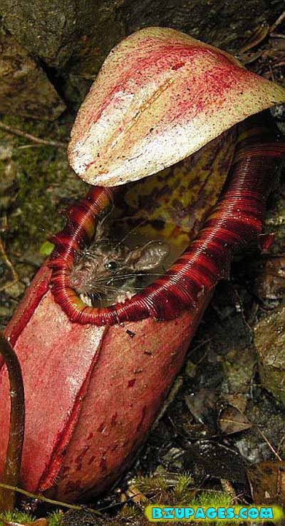 Name:  Pitcher Plants; Dangerous Flesh Eating Plants  (4).jpg
Views: 2370
Size:  80.1 KB