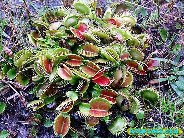 Name:  Pitcher Plants; Dangerous Flesh Eating Plants  (6).jpg
Views: 6020
Size:  140.3 KB