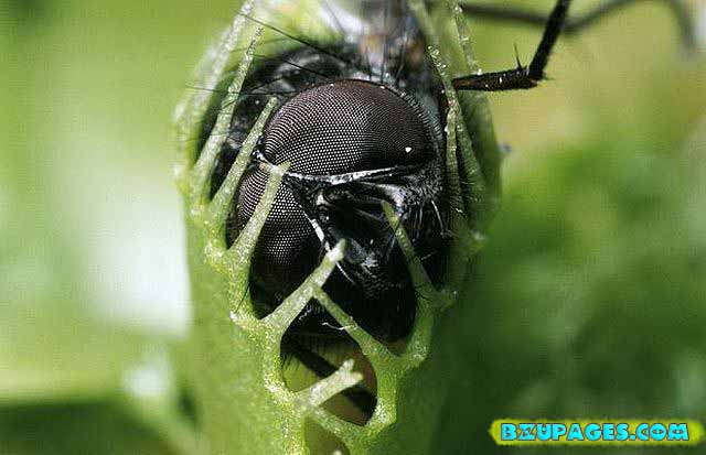 Name:  Pitcher Plants; Dangerous Flesh Eating Plants  (9).jpg
Views: 2832
Size:  46.1 KB