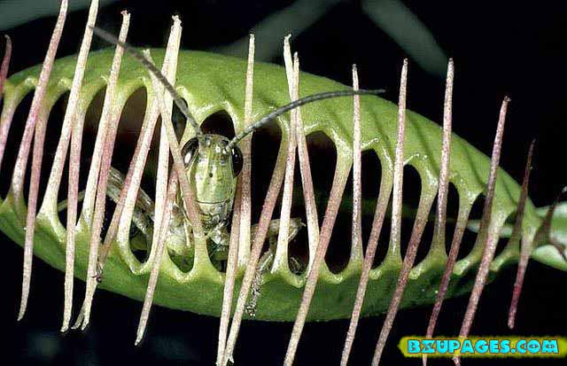 Name:  Pitcher Plants; Dangerous Flesh Eating Plants  (10).jpg
Views: 3021
Size:  62.1 KB