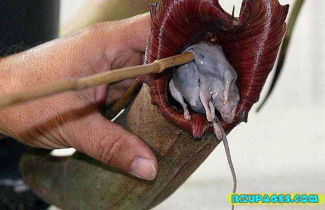 Name:  Pitcher Plants; Dangerous Flesh Eating Plants  (12).jpg
Views: 2138
Size:  51.8 KB