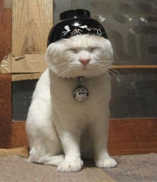 Name:  cat of the day hero.jpg
Views: 10778
Size:  34.4 KB