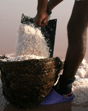 Name:  Sea-SaLT-Habib-3.jpg
Views: 270
Size:  27.0 KB