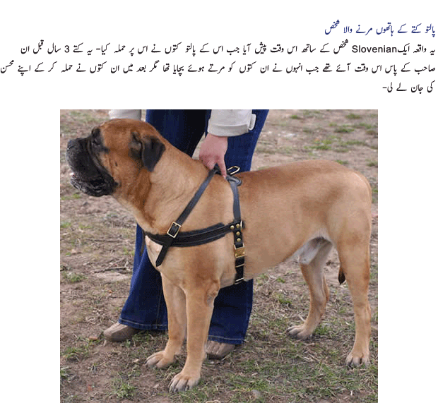 Name:  Palto Janwar 2.gif
Views: 678
Size:  148.2 KB