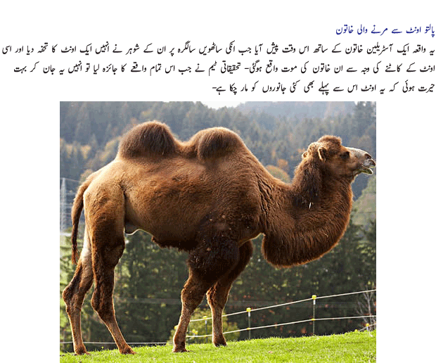 Name:  Palto Janwar 5.gif
Views: 1547
Size:  123.7 KB