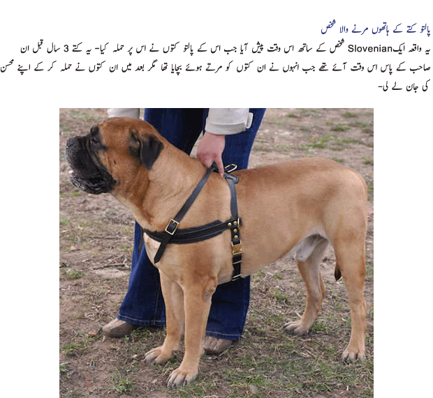 Name:  Palto Janwar 10.gif
Views: 998
Size:  148.2 KB