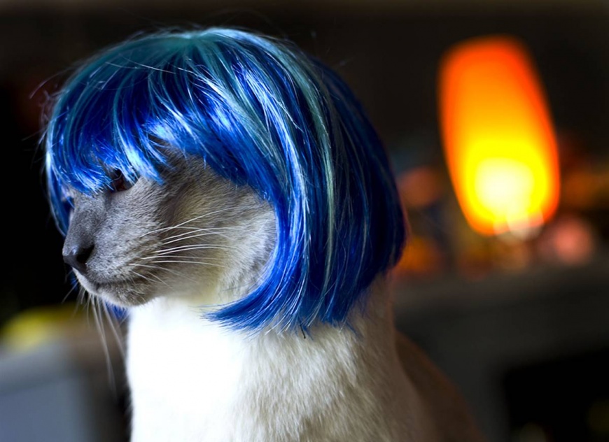 Name:  ss-091022-glamourpuss-02_ss_full.jpg
Views: 4841
Size:  139.9 KB
