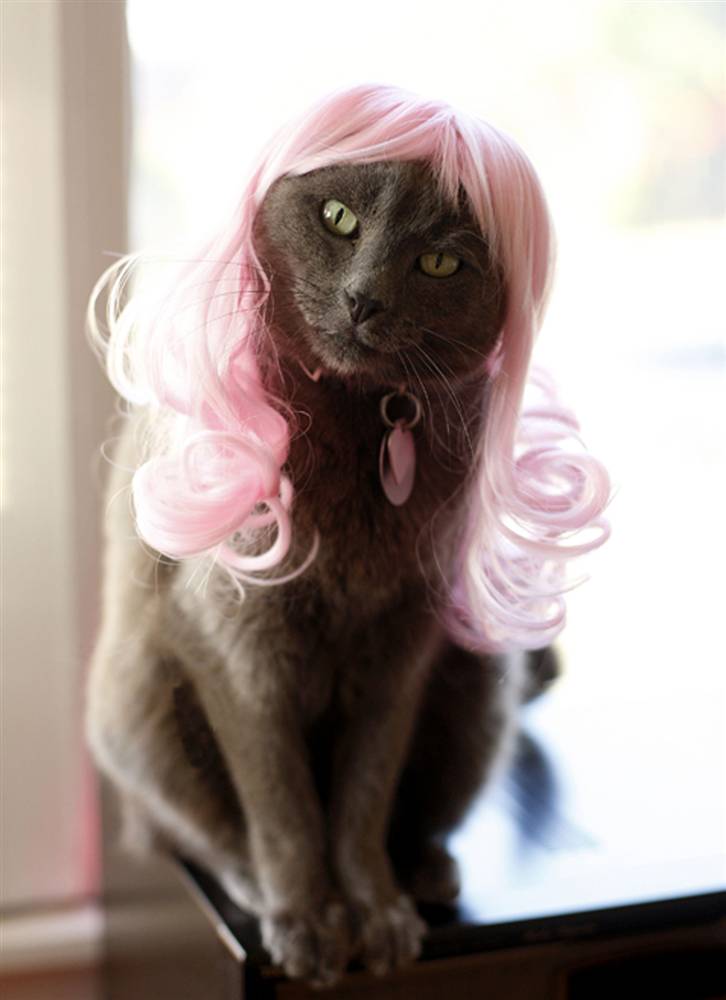 Name:  ss-091022-glamourpuss-04_ss_full.jpg
Views: 5885
Size:  45.8 KB