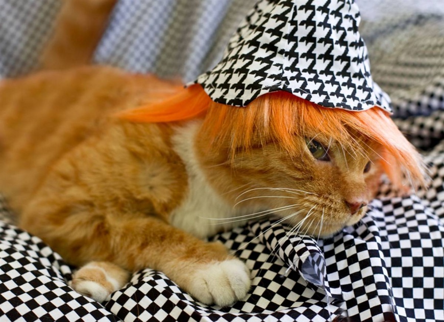Name:  ss-091022-glamourpuss-07_ss_full.jpg
Views: 4326
Size:  210.6 KB