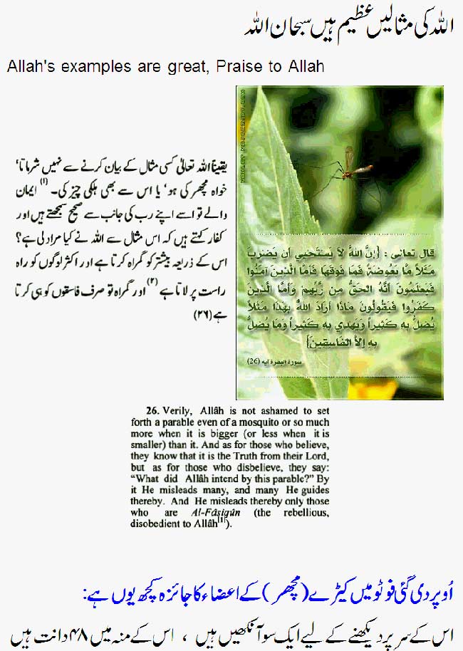 Name:  Allah's-Examples-are-Great-1.jpg
Views: 769
Size:  87.2 KB