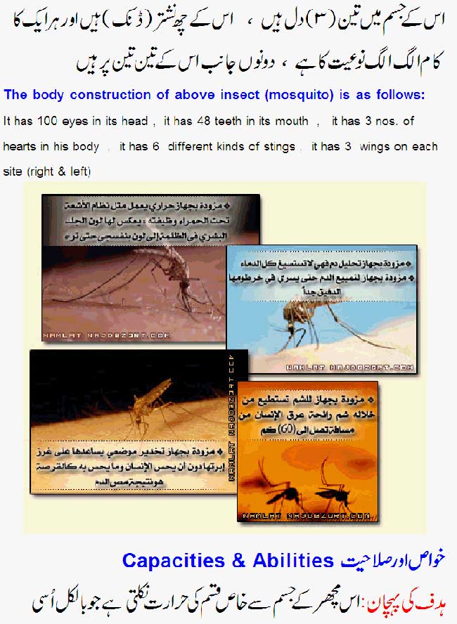 Name:  Allah's-Examples-are-Great-2.jpg
Views: 785
Size:  93.9 KB