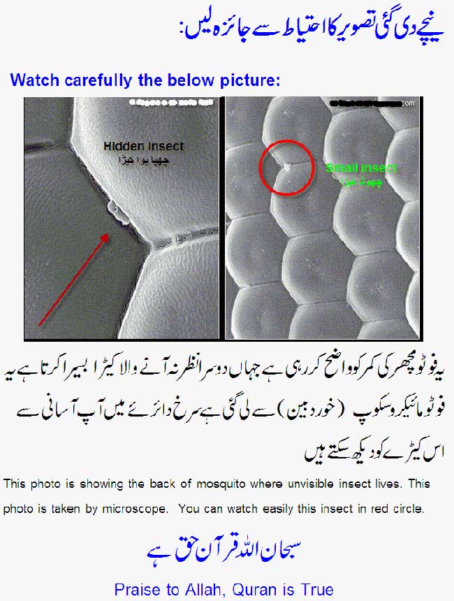 Name:  Allah's-Examples-are-Great-5.jpg
Views: 724
Size:  93.9 KB