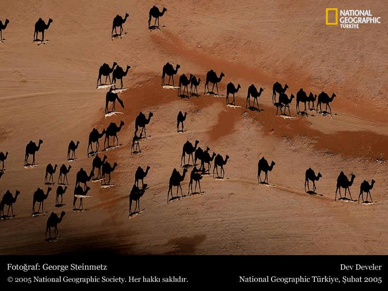 Name:  camel's photo awarded as the best Award Wining Photograph.JPG
Views: 855
Size:  81.5 KB