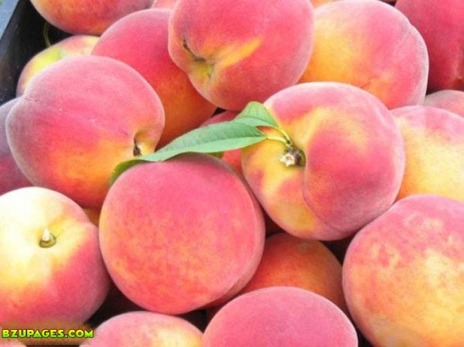 Name:  Aaro, Peech Fresh Summer Fruits (12).jpeg
Views: 9293
Size:  53.1 KB