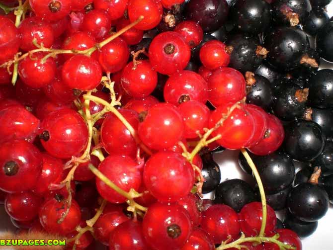 Name:  Red Grapes Fresh Summer Fruits (15).jpeg
Views: 3931
Size:  66.6 KB