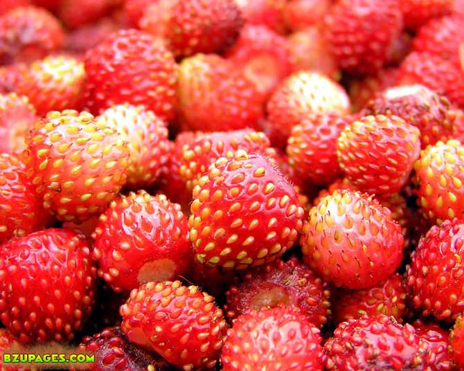 Name:  Berry Fresh Summer Fruits (7).jpeg
Views: 3527
Size:  90.9 KB