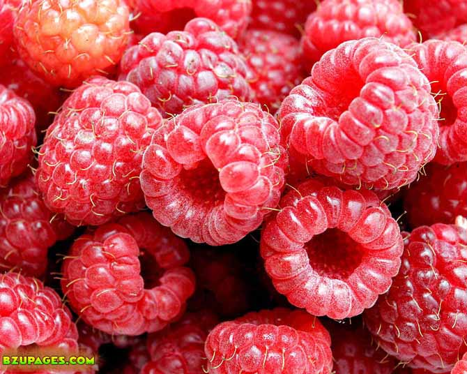 Name:  Shehtoot Fresh Summer Fruits (13).jpeg
Views: 4389
Size:  92.4 KB