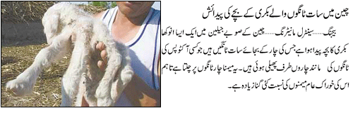 Name:  7 legs goat in china.gif
Views: 3311
Size:  40.6 KB