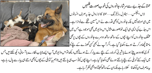 Name:  mamta ka jazba.gif
Views: 3893
Size:  48.9 KB