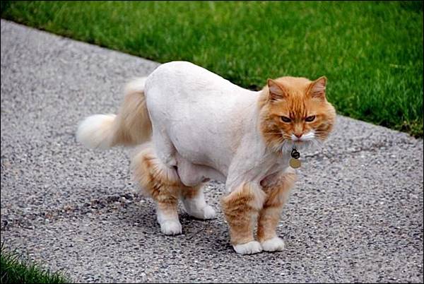 Name:  funimals_05.jpg
Views: 4120
Size:  51.7 KB