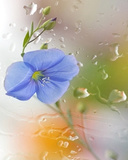 Name:  Flower_Dual_Clock.jpg
Views: 78259
Size:  22.5 KB