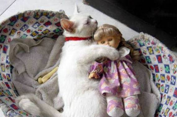 Name:  Cat of the day.jpg
Views: 4006
Size:  30.8 KB