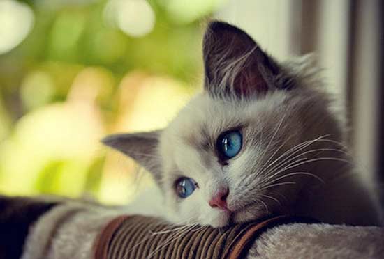 Name:  4_the_cutest_cat_ever.jpg
Views: 4203
Size:  18.8 KB