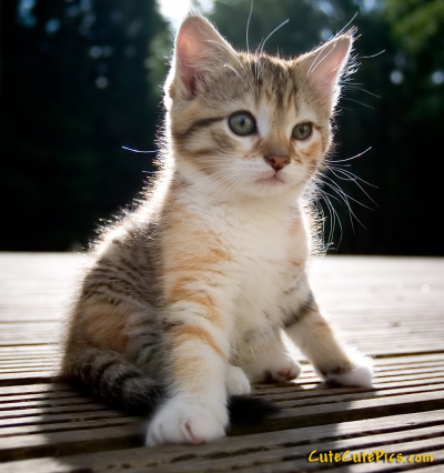Name:  cutest-kitten-ever-photo.jpg
Views: 4582
Size:  136.5 KB