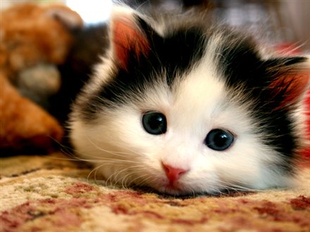 Name:  cute-cat.jpg
Views: 9286
Size:  31.8 KB