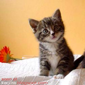 Name:  cute-cat-kitty.jpg
Views: 26276
Size:  18.1 KB