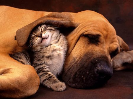 Name:  cutest+cat+dog+picture+ever.jpg
Views: 5739
Size:  34.1 KB