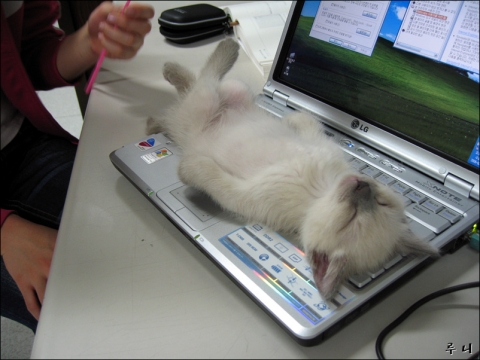 Name:  computercat.jpg
Views: 3721
Size:  137.4 KB