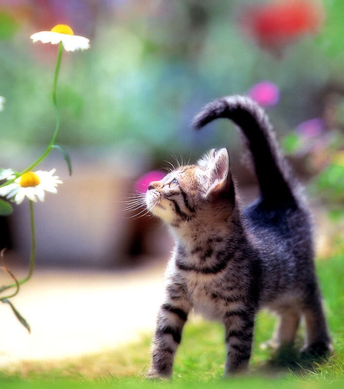 Name:  cat_cute_33.jpg
Views: 3727
Size:  74.2 KB