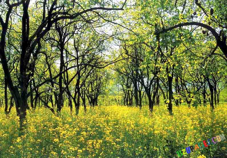 Name:  This is Mingora,Swat Valley,Pakistan.jpg
Views: 6738
Size:  130.7 KB