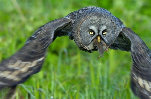 Name:  Best Photography Of The Month (5).jpg
Views: 556
Size:  35.7 KB